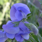NZ Gardener Sweet Pea seeds online shopping
