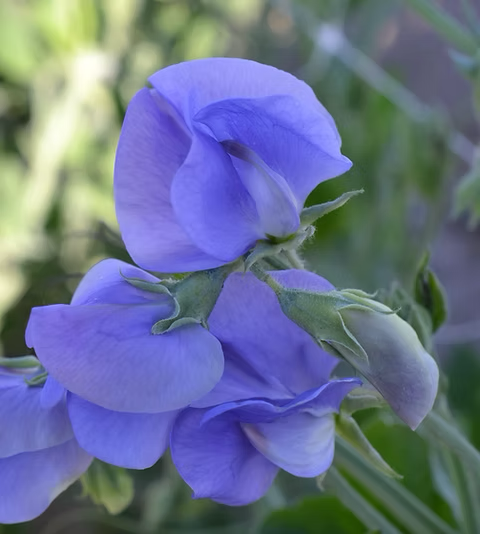 NZ Gardener Sweet Pea seeds online shopping