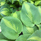 Olive Branch Hosta Plants online shopping