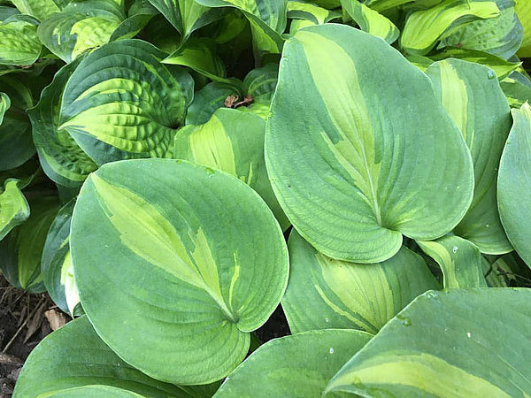 Olive Branch Hosta Plants online shopping