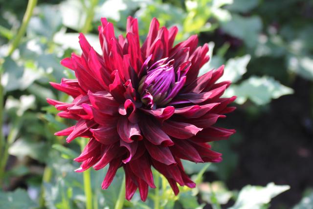 Jennifer’s Wedding Dahlia