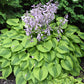Luna Moth Hosta Plants online shopping