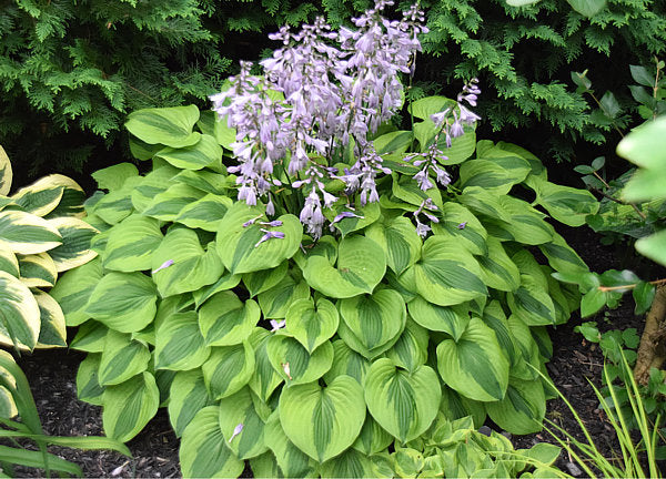 Luna Moth Hosta Plants online shopping