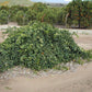 Cipo Sweet Orange Budwood citrus plant material online shopping