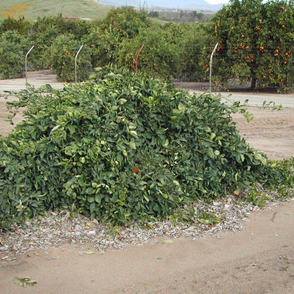 Cipo Sweet Orange Budwood citrus plant material online shopping