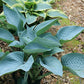 I’ll Fly Away Hosta Plants online shopping