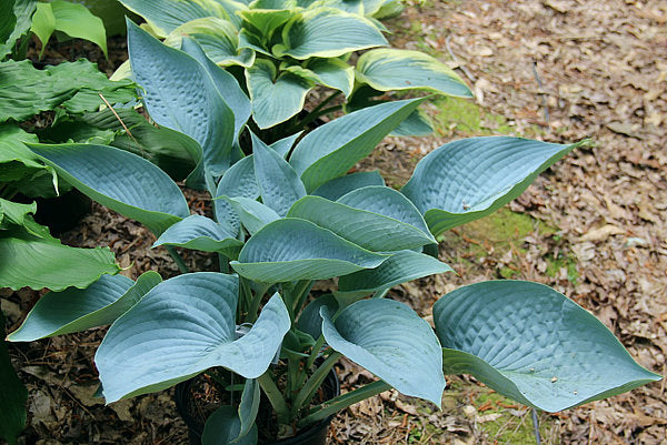 I’ll Fly Away Hosta Plants online shopping