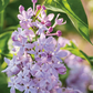 Tiny Dancer™ Lilac lilac plant online shopping