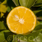Sudachi Ichandrin Papeda Hybrid Budwood citrus plant material online shopping