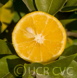 Sudachi Ichandrin Papeda Hybrid Budwood citrus plant material online shopping