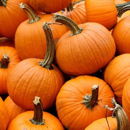 Small Sugar Pumpkin Seeds online shopping