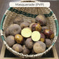 Masquerade Seed Potato online shopping