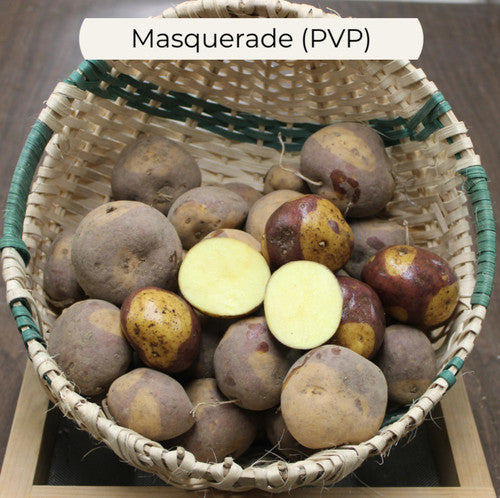 Masquerade Seed Potato online shopping