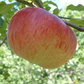 Wolf River Heirloom Apple Tree