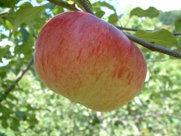 Wolf River Heirloom Apple Tree