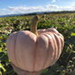 Porcelain Princess F1 Pumpkin Seeds online shopping