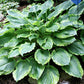 Key Lime Pie Hosta Plants online shopping