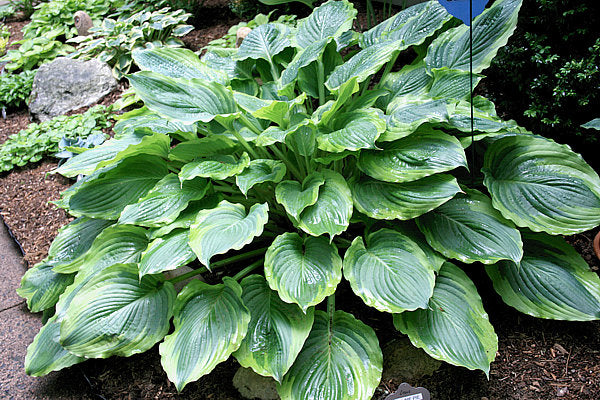 Key Lime Pie Hosta Plants online shopping