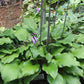 Ebony Towers Hosta Plants online shopping