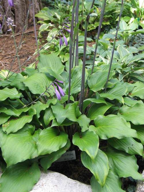 Ebony Towers Hosta Plants online shopping