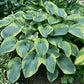 Moonrise Hosta Plants online shopping