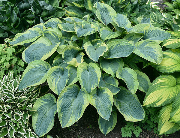 Moonrise Hosta Plants online shopping