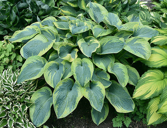 Moonrise Hosta Plants online shopping