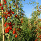 Supremo Roma Tomato