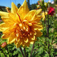 Poppers Dahlia