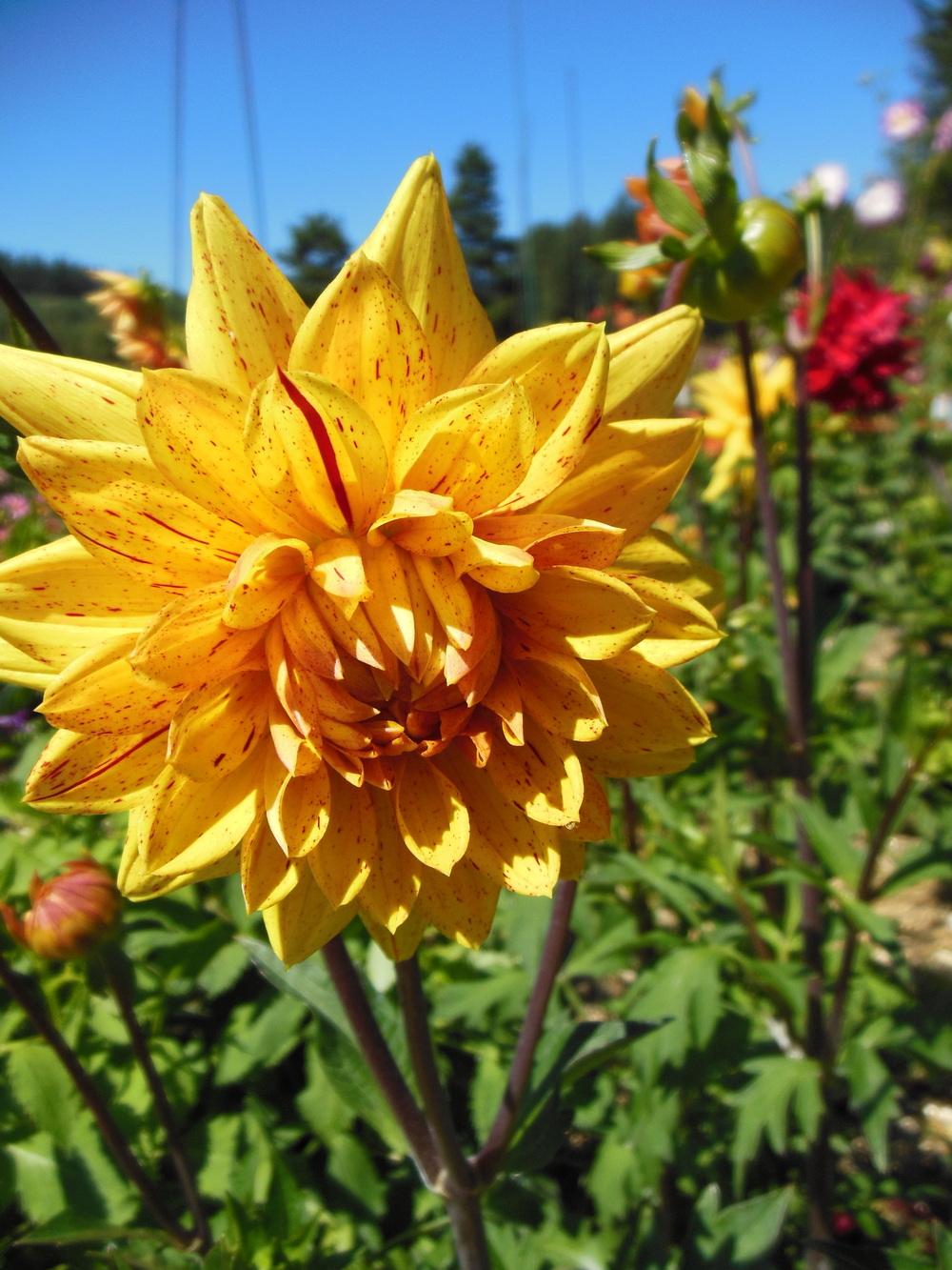 Poppers Dahlia
