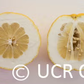 Cuban Shaddock Pummelo Budwood citrus plant material online shopping