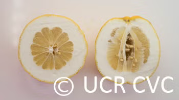 Cuban Shaddock Pummelo Budwood citrus plant material online shopping