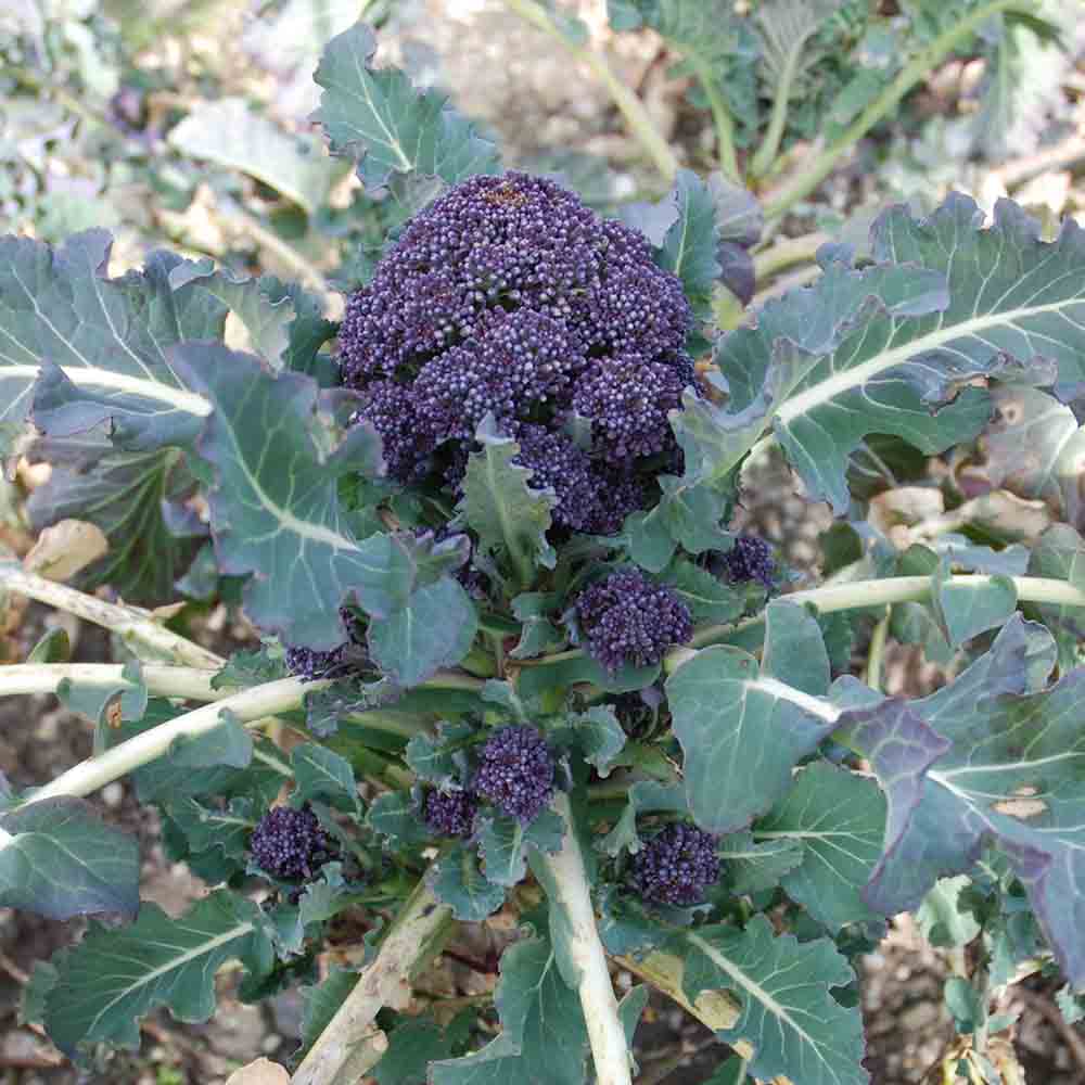 Summer Purple Broccoli Seeds online shopping