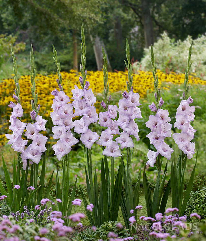 Blue Tropic Gladiolus Corms