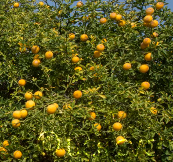 Rich 16-6 Trifoliate Budwood citrus plant material online shopping