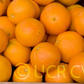 Parent Washington Navel Orange Budwood citrus plant material online shopping
