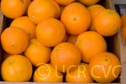 Parent Washington Navel Orange Budwood citrus plant material online shopping