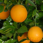 Dom João Valencia Orange Budwood citrus plant material online shopping