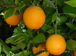 Dom João Valencia Orange Budwood citrus plant material online shopping