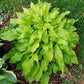 Tiny Bubbles Hosta Plants online shopping