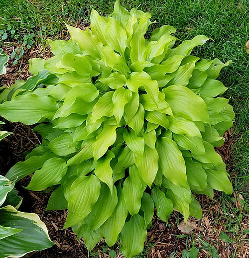 Tiny Bubbles Hosta Plants online shopping