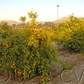 Fraser Seville Sour Orange Budwood citrus plant material online shopping