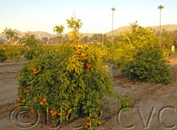 Fraser Seville Sour Orange Budwood citrus plant material online shopping
