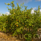 Limonero Fino 49 Lemon Budwood citrus plant material online shopping