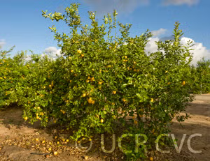 Limonero Fino 49 Lemon Budwood citrus plant material online shopping