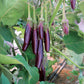 Little Finger Aubergine