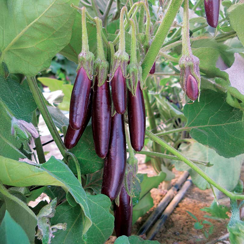 Little Finger Aubergine