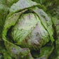 Adige Medio Chicory