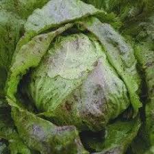 Adige Medio Chicory