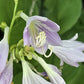 Teaspoon Hosta Plants online shopping